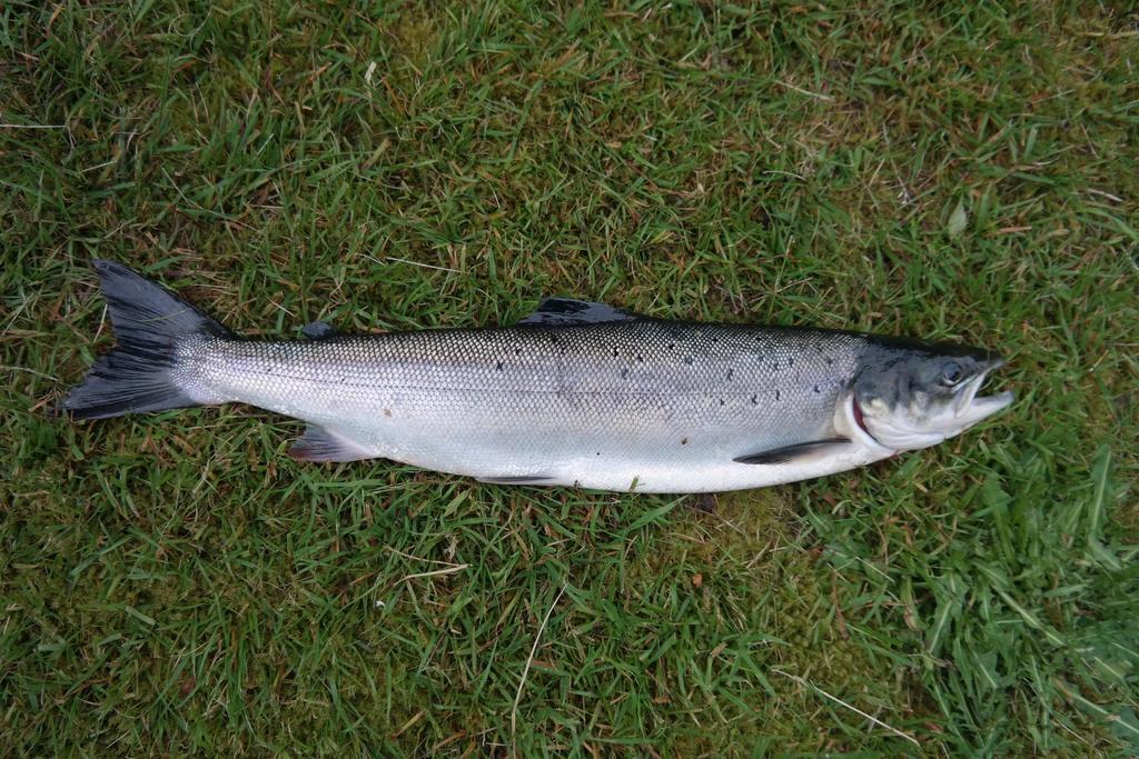 Namdalseid Holmset Camping And Fishing מראה חיצוני תמונה
